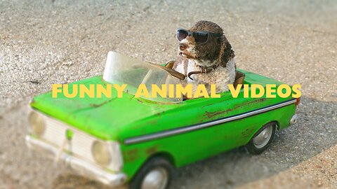 Funny animal videos