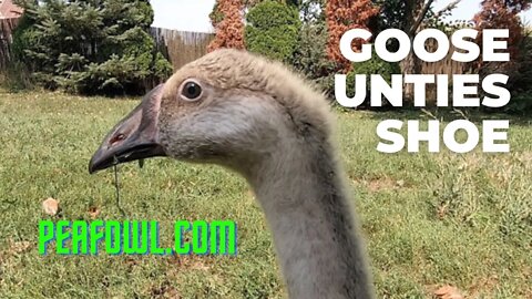 Goose Unties Shoe, Peacock Minute, peafowl.com