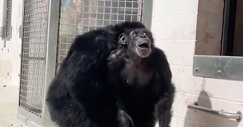 Vanilla The Chimp, Caged for Entire Life, Sees Sky for First Time in Heartwarming Video