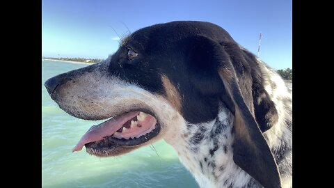 Has cuddly my blue tick coonhound dog gone mad