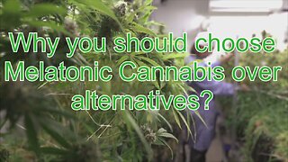 Why You Should Choose Melatonic Cannabis