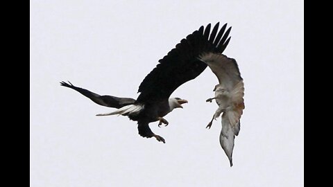 Bald Eagle VS. Hawk IN AIR!