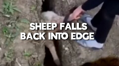 SHEEP FALLS BACK INTO EDGE