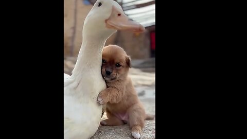 Duck became a mother of a lost Dog🥺❤