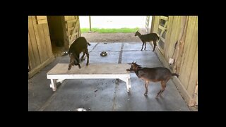 San Clemente Island Goats Table Dance 🕺