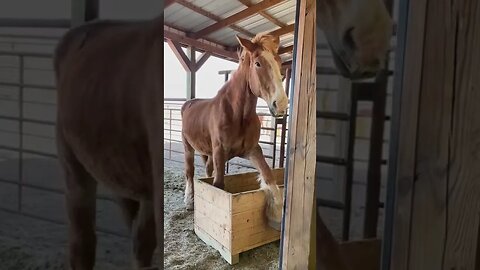 Super smart rescued draft horse 🤦‍♀️ #shorts #shortvideo #rescued #horse