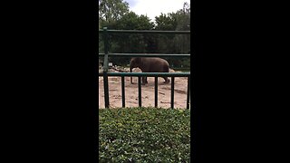 Bouncing elephant