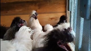 Some of my Silkies in their new night pen 2nd February 2022