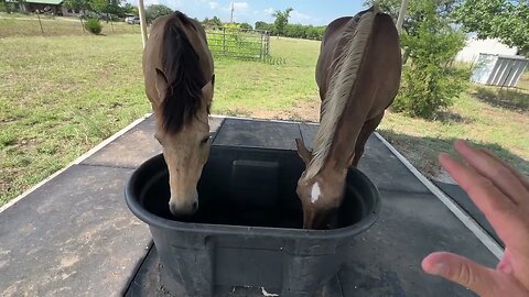 Horses Got Out Again - Left They Were In - Came Back They Were Crossing The Border