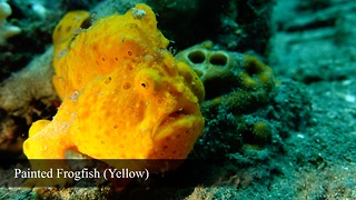 Rare footage of Warty Frogfish brilliantly hunting prey