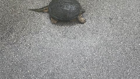 Huge American alligator snapping turtle