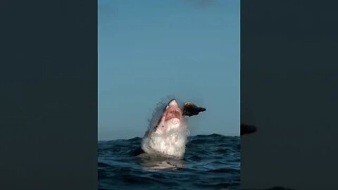 Great White Sharks - #fyp @foryourpage1313 #shorts #shorts