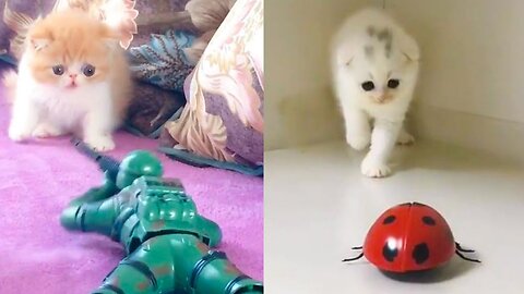 Cute Baby 😺 Cat And Cute Baby 🐕 Dog (#2) Funny Animals Video