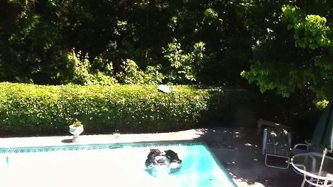 Bear Cubs Enjoy A Day At The Pool