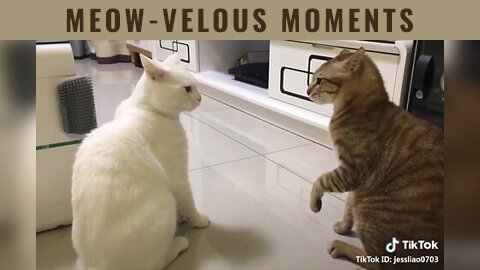 Meow-velous Moments: Hilarious Talking Cat Compilation