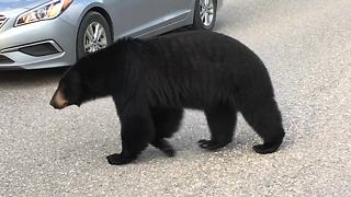 Black Bear Casually Strolls Alongside Cars Causing A Traffic Jam