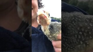 Baby guinea fowl with injured wing enjoys sunshine