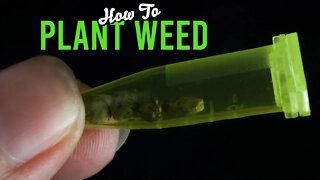 How To Plant Weed Seeds