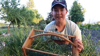 All About Garlic Scapes! (Why They're Important & Garlic Scape Recipes)
