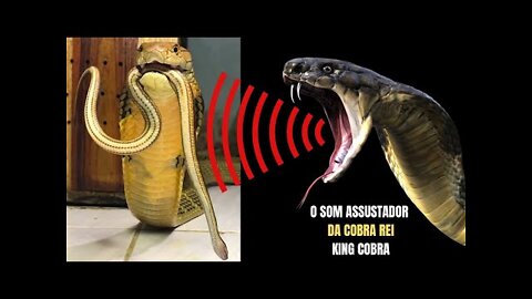 O som assustador da Cobra Rei | @Diaz Borneo | Biólogo Henrique