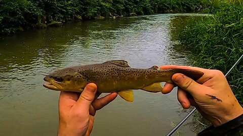 Catching BROWN TROUT on a Rapala Countdown