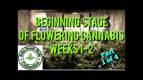 Cannabis, What To Do During The Beginning Stage of Flower Weeks 1-2 (part 1 of 4)