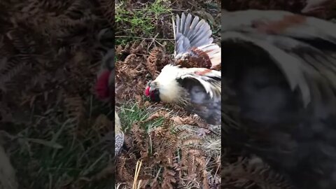 Free range chickens led me to find missing goose. That’s another video!