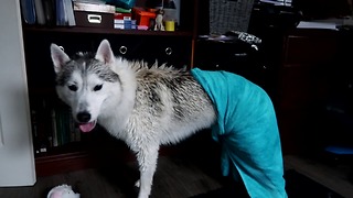 HUSKY TOOK A SHOWER