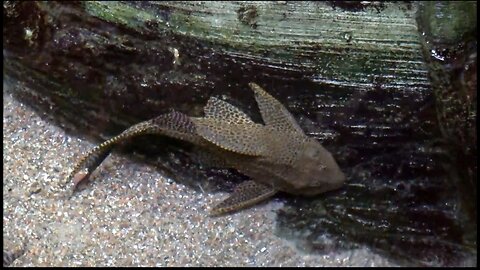 catfish swimming in water