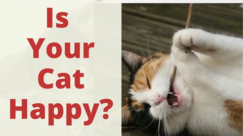 Here is How to Tell That Your Cat is Very Happy. How Can I Tell If My Cat is Happy? Learn Cats.