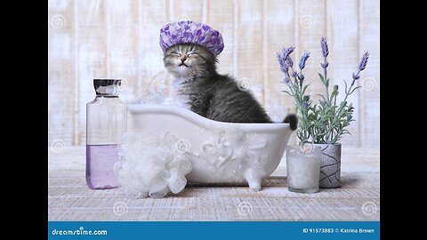 Kitten enjoys first bath /relaxation video 🚿 🛁 🐈🐾
