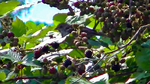 IECV NV #710 - 👀 House Sparrow Eating BlackBerries In The Bush 🐤 8-17-2018