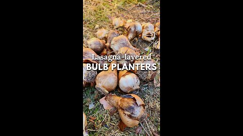 🌷Fall Bulb Lasagna Planter Made Easy 😀