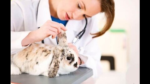 Ear mites in rabbits.Treatment