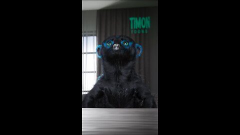 @queen Timon needs help!😜😇 #wewillrockyou #queen #pet #meerkat #pets #cute #funny #funnycat