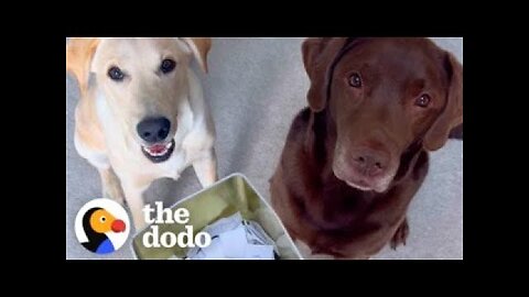 Chocolate Lab Is Obsessed With His Activity Jar - The Dodo