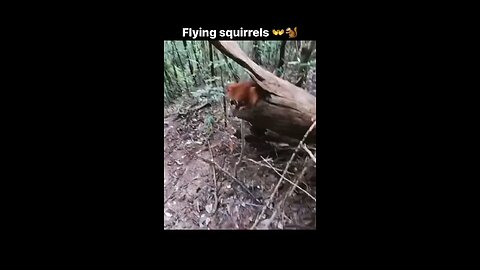 flying squirrel