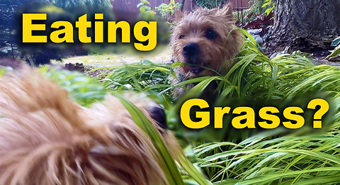 Why do dogs eat grass?