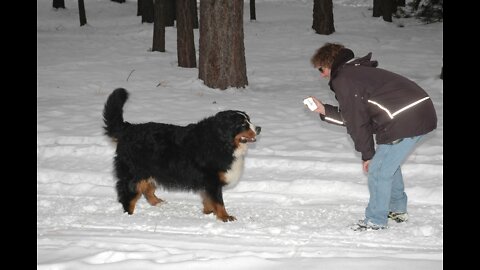 Bernese Mountain Dog Puppie Snow and Broom #shorts