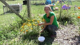 Power of the Marigold - I DIDN'T Know, did YOU?