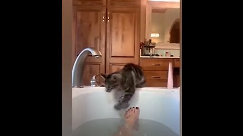 Funniest Animals 2023 🐶🐱 | Funny Cats and Dogs - Funny Animal Videos 2023