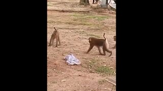 #animals #monkey #funny