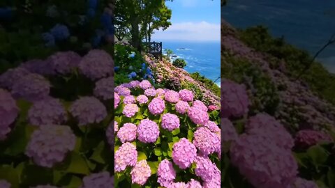 The splendor of flowers / flowers / calming music #NatureShortsVideo