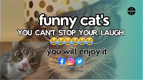 funny cat's, you can't stop your laugh, you will enjoy it,