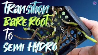 How to transition #bareroot #orchids into #semihydroponics | Guidelines all environments / media 👍🏼