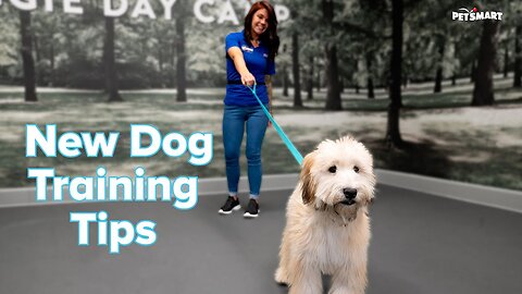 How to Train a New Puppy or Adult Dog: Tips & Tricks | PetSmart