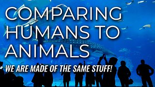 Are Humans Animals?