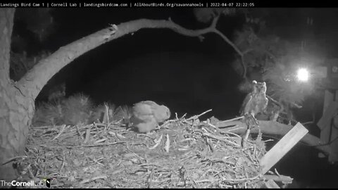 Mom Brings an Anhinga Back To The Nest 🦉 4/7/22 22:21