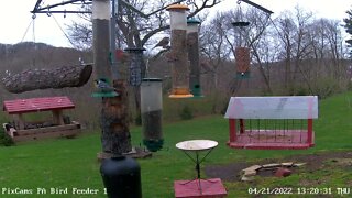 Yellow-throated warbler on tube feeder - PA Bird Feeder 1 - 4/21/2022