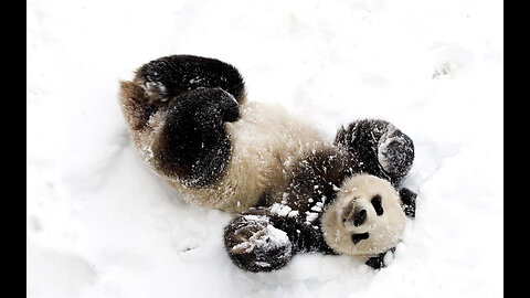 Chillin' with Pandamonium: Hilarious Panda Slips and Slides on Ice!